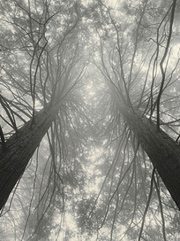 trees.jpg